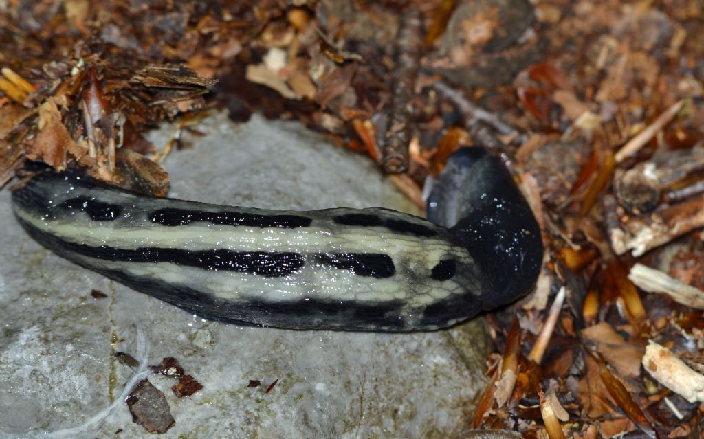 Limax cinereoniger da Forgaria  Monte Prat (UD)